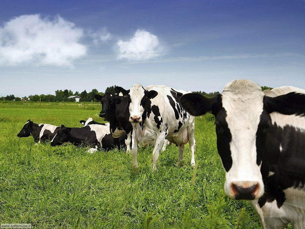 Meno emissioni di gas con la super erba per i bovini