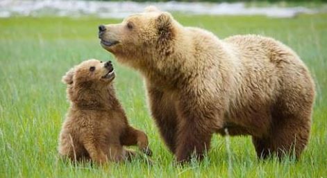 Un convegno per salvare l'Orso bruno dall'estinzione