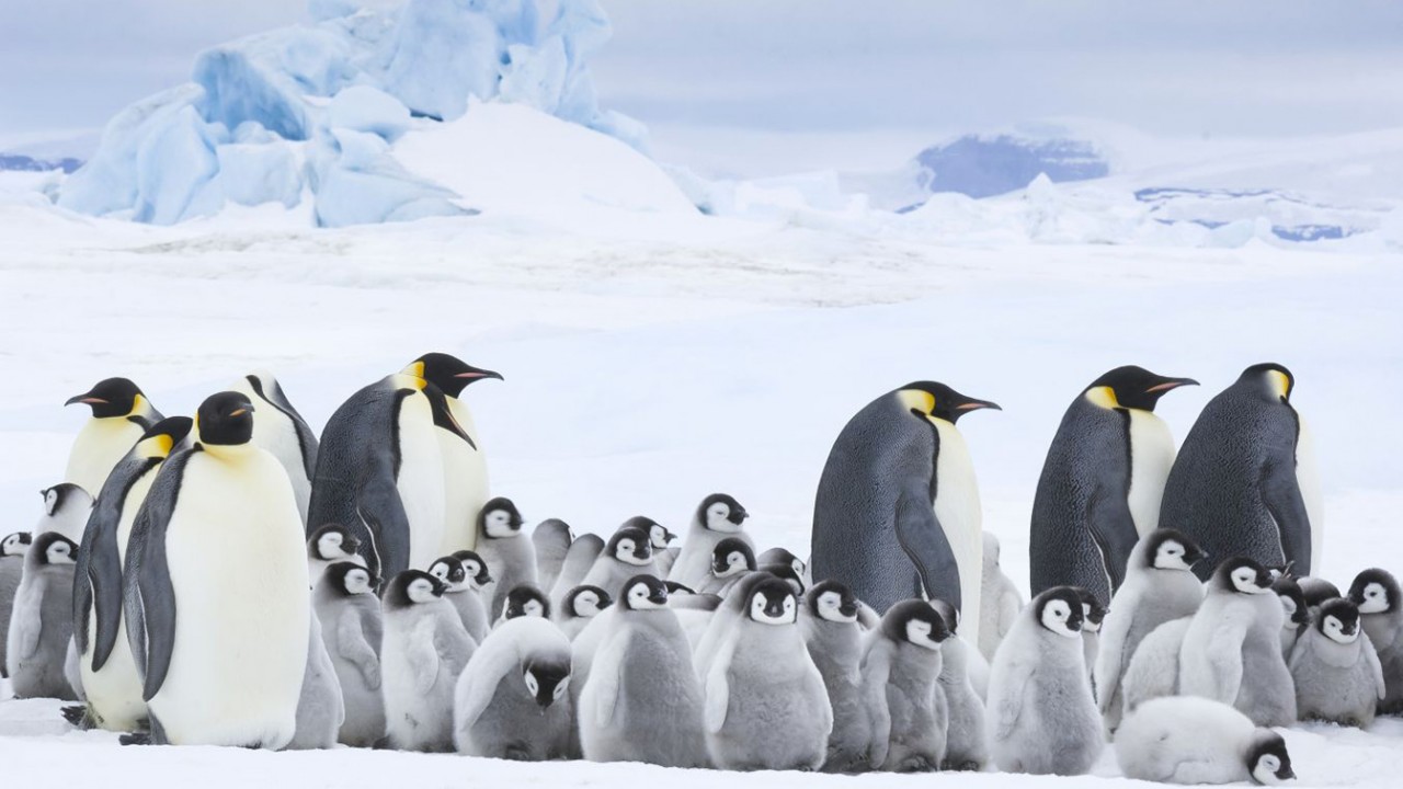 Viaggio in Antartide con "La marcia dei pinguini-il richiamo"