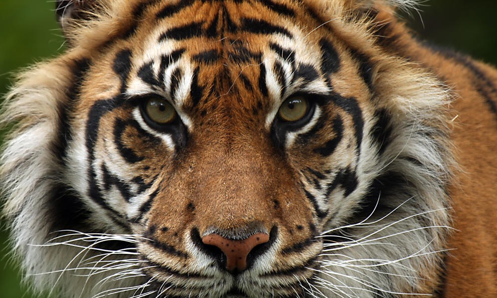 Sumatran-Tiger-Hero