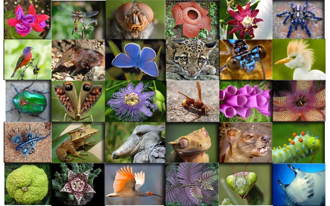 biodiversita-1080x675